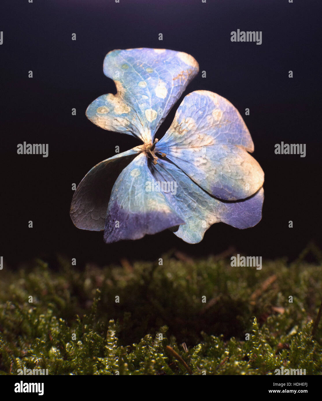 Digital immagine composita del fiore appassito su erba su sfondo nero Foto Stock