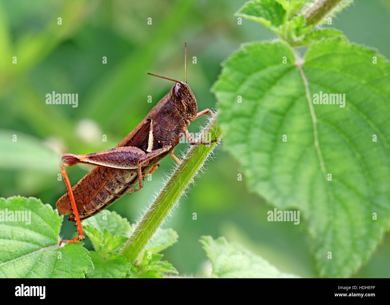Indian locust della famiglia Acrididae appollaiato sulla boccola verde Foto Stock