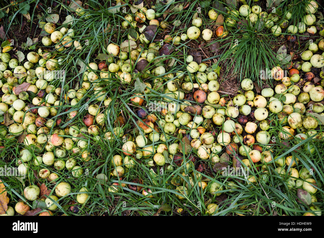 Angolo di alta vista di mele marce sul campo Foto Stock