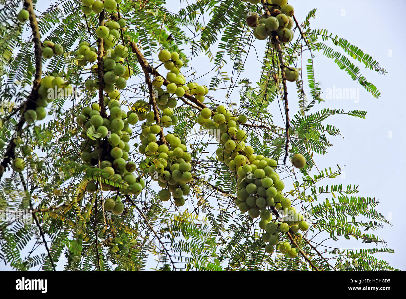 Grappolo di uva spina indiana (Phyllanthus emblica) nella struttura ad albero. Una parte essenziale della tradizionale indiano farmaci ayurvedici. Foto Stock