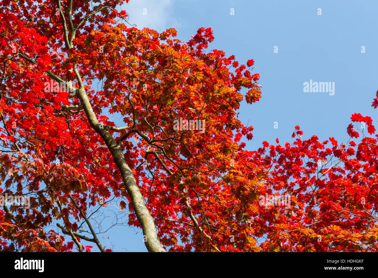 Acer japonicum vitifolium, Luna Piena acero, le foglie in autunno, Westonbirt Arboretum, Gloucestershire, Enhgland, REGNO UNITO Foto Stock