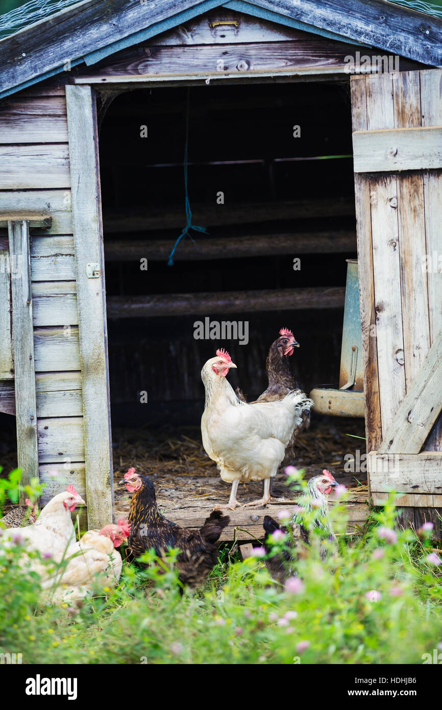 I polli si fermò sulla porta di una coop. Foto Stock