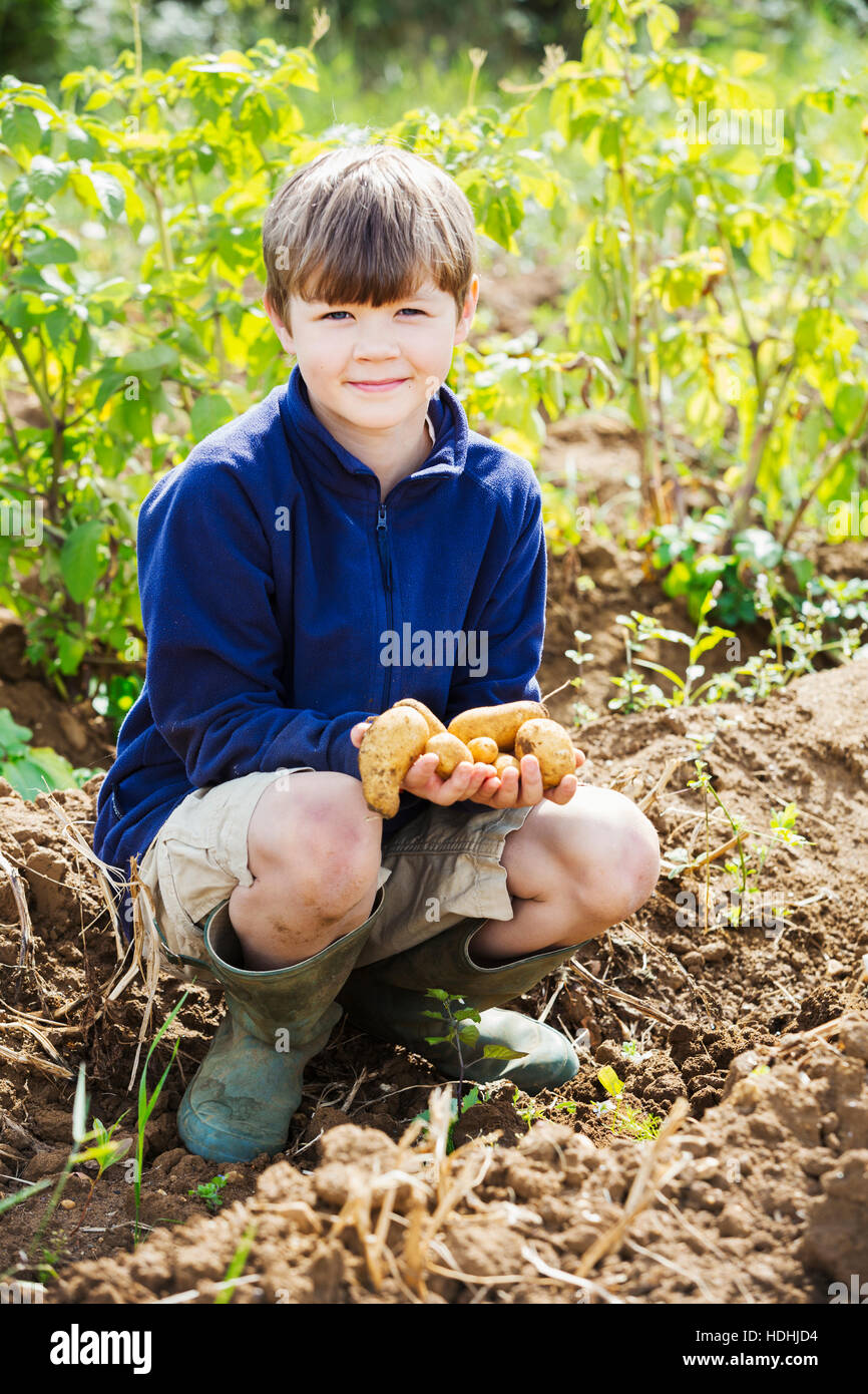 Un ragazzo tenendo le patate in un orto. Foto Stock