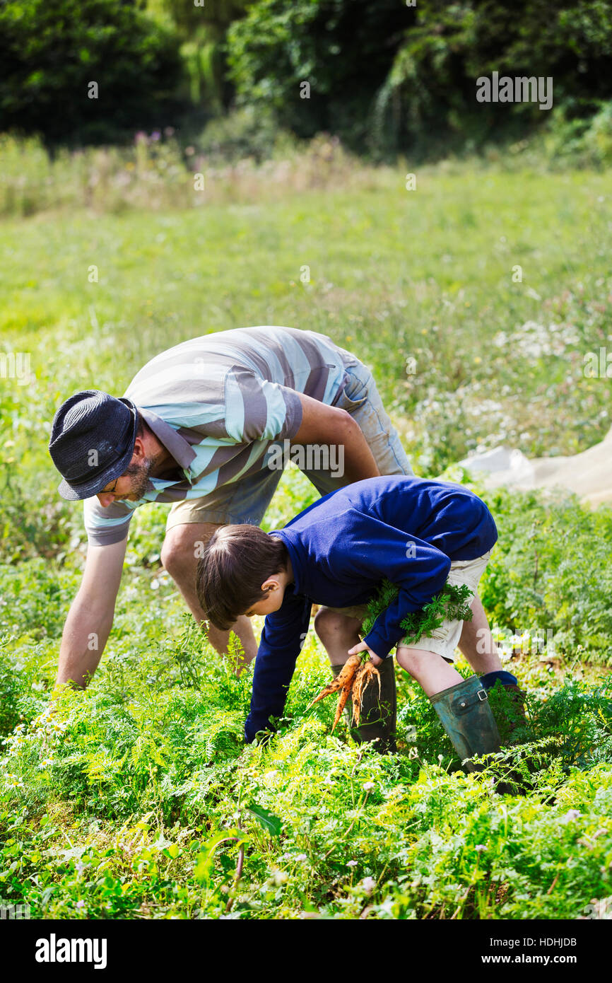 Un uomo e un ragazzo di spiumatura carote in un orto. Foto Stock