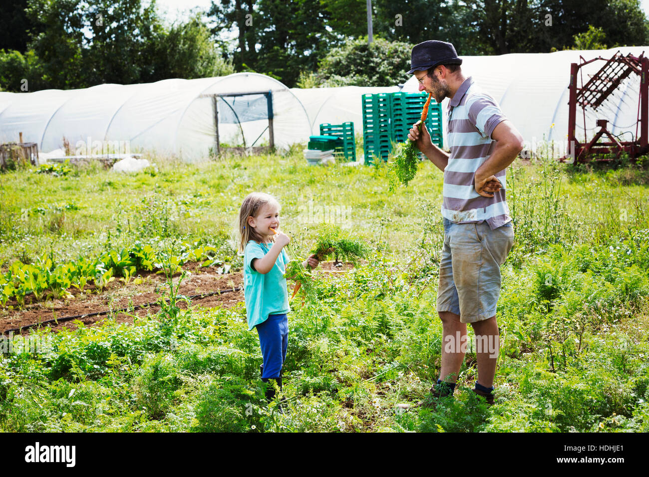 Un uomo e una ragazza di mangiare appena raccolto le carote in un orto. Foto Stock