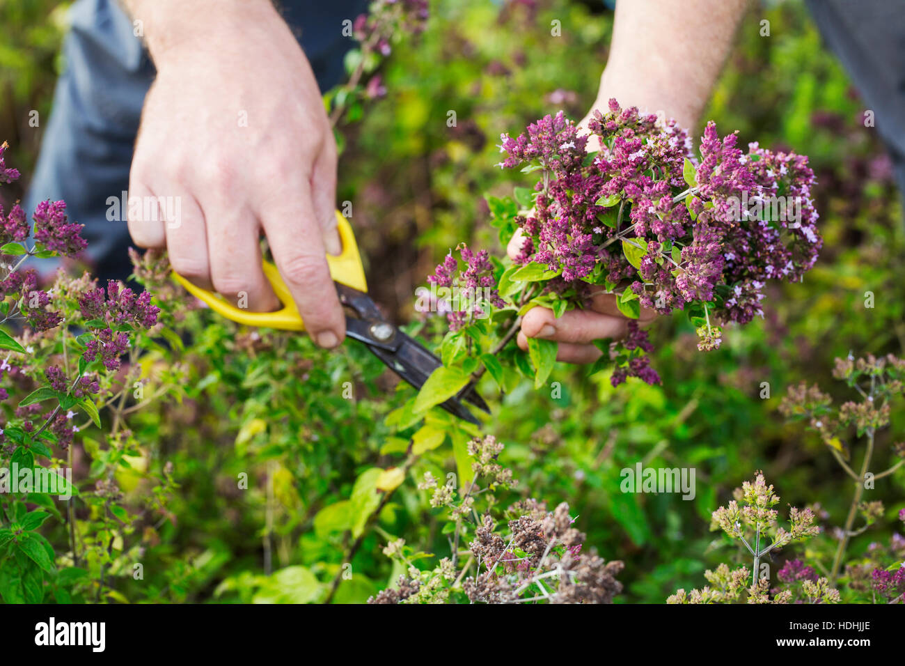 Un giardiniere con forbici e la raccolta di erbe aromatiche e piante di insalata. Foto Stock