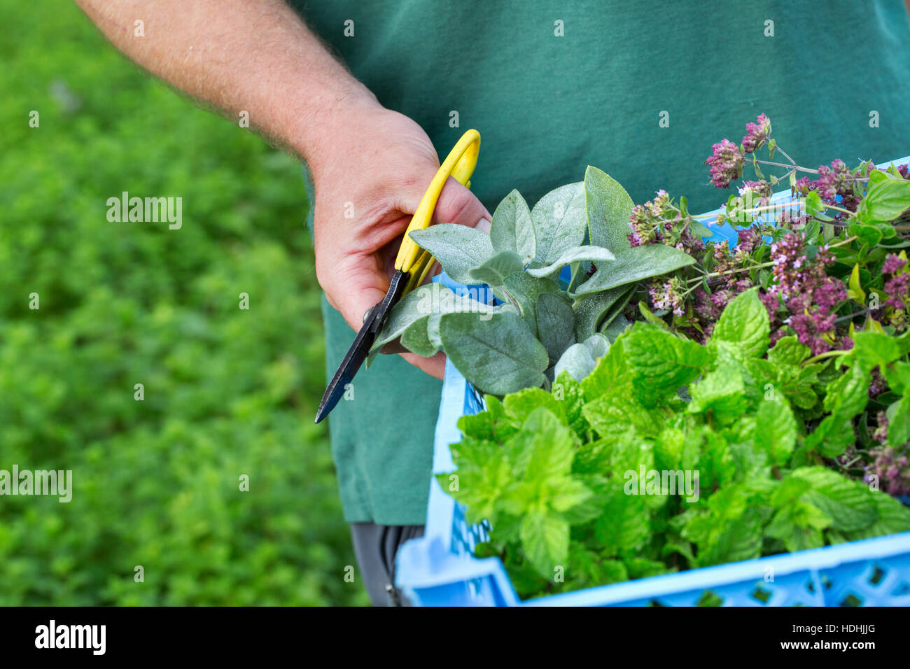 Un giardiniere con forbici e la raccolta di erbe aromatiche e piante di insalata. Foto Stock