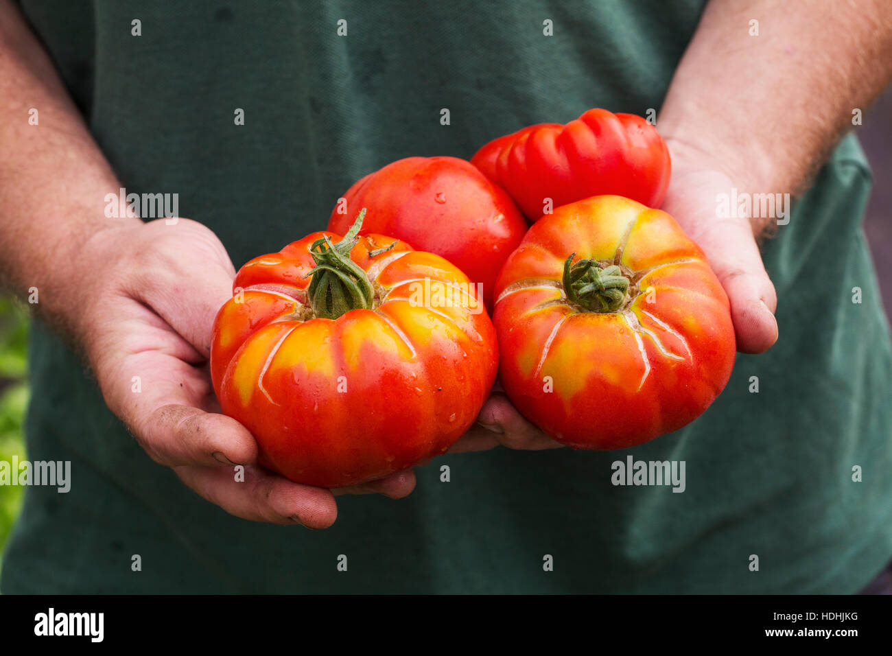 Una persona in possesso di una manciata di appena raccolto grandi striped bistecca di manzo pomodori. Foto Stock