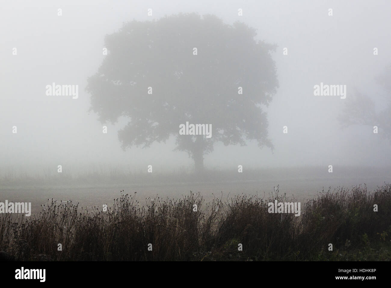 Un singolo albero in piedi è avvolta nella nebbia. Foto Stock