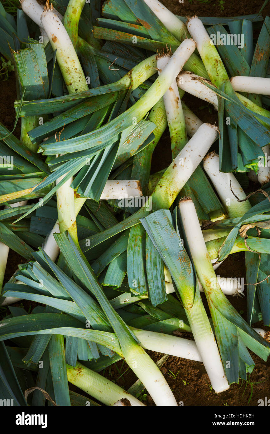 Appena raccolto i porri con il bianco e il verde delle foglie. Foto Stock