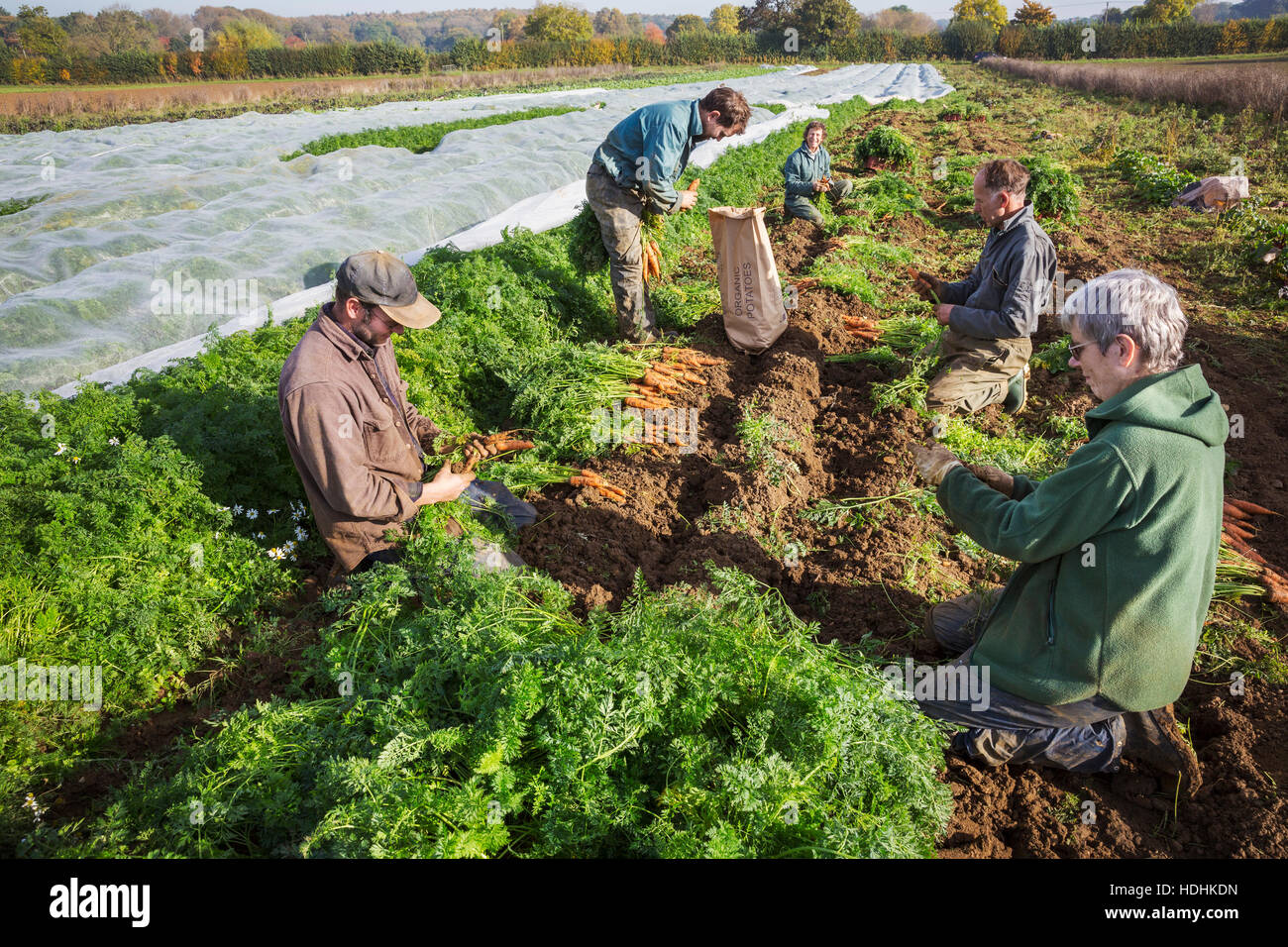 Un piccolo gruppo di persone raccolta ortaggi autunno nei campi di una piccola azienda agricola a conduzione familiare. Foto Stock