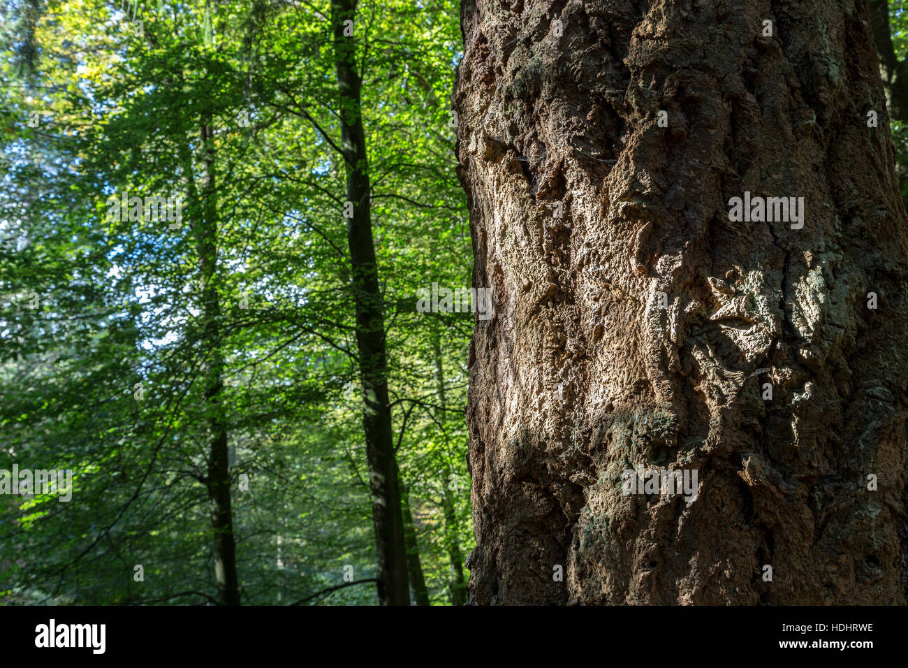 La corteccia di albero in New Forest, Hampshire, Regno Unito Foto Stock