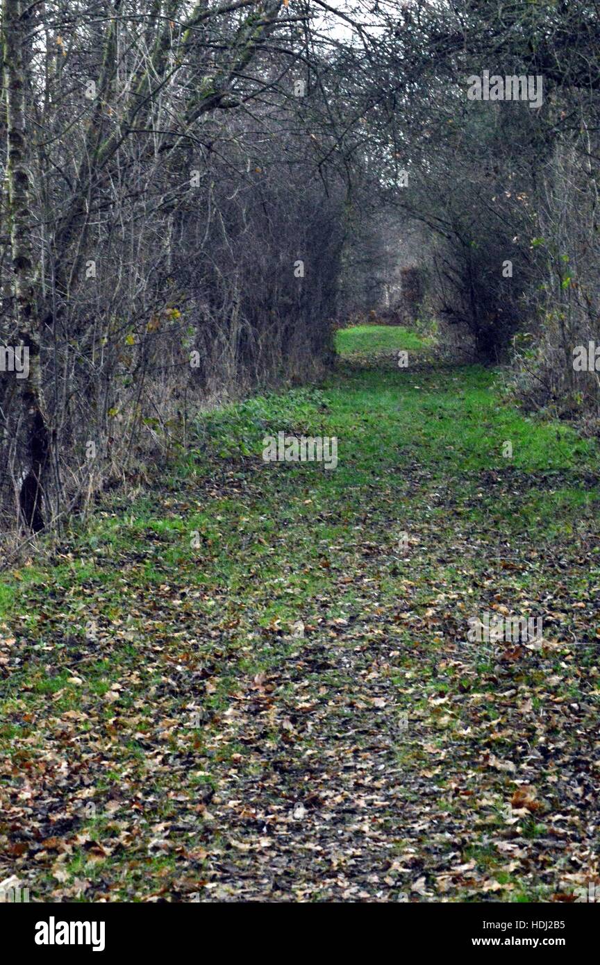 Percorso di colore verdastro con un arco formata dai rami degli alberi Foto Stock