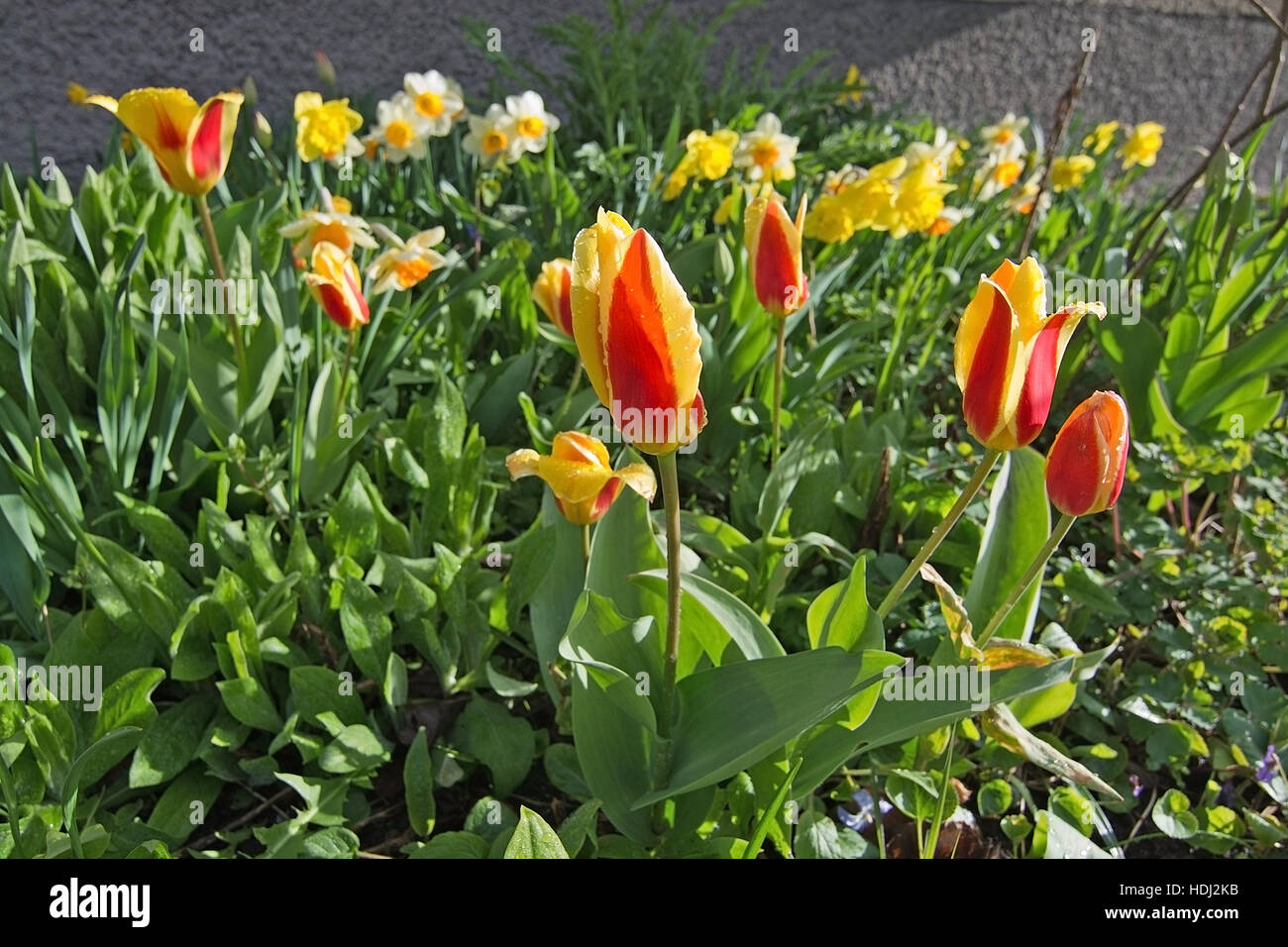 La molla aiuola con i tulipani, germogliando peonie, narcisses, Scilla, Svezia in Aprile. Foto Stock