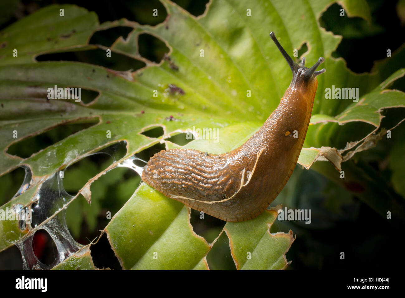 Uno slug su uno slug-danneggiato hosta foglia in un giardino di Londra. Foto Stock