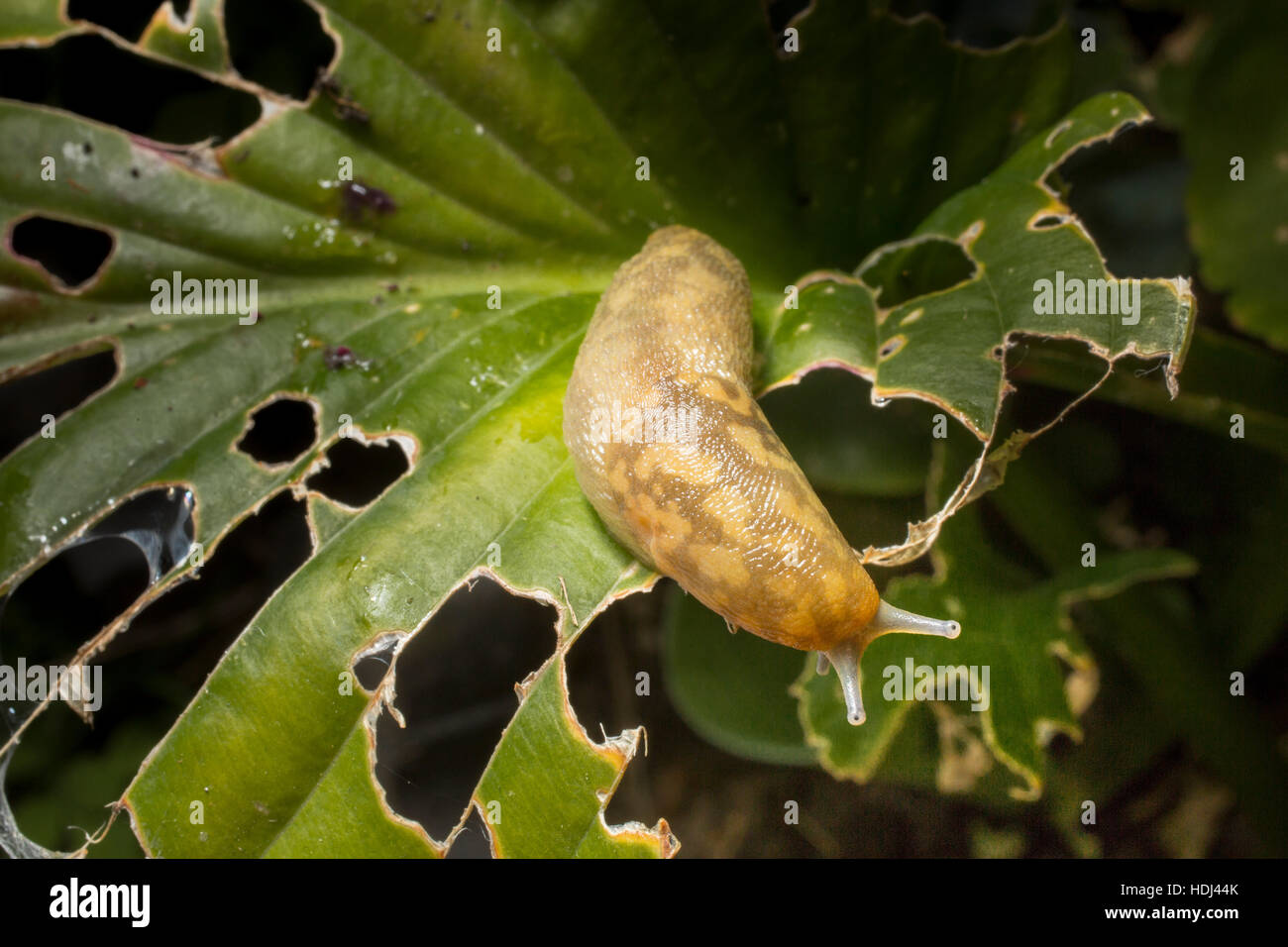 Uno slug su uno slug-danneggiato hosta foglia in un giardino di Londra. Foto Stock