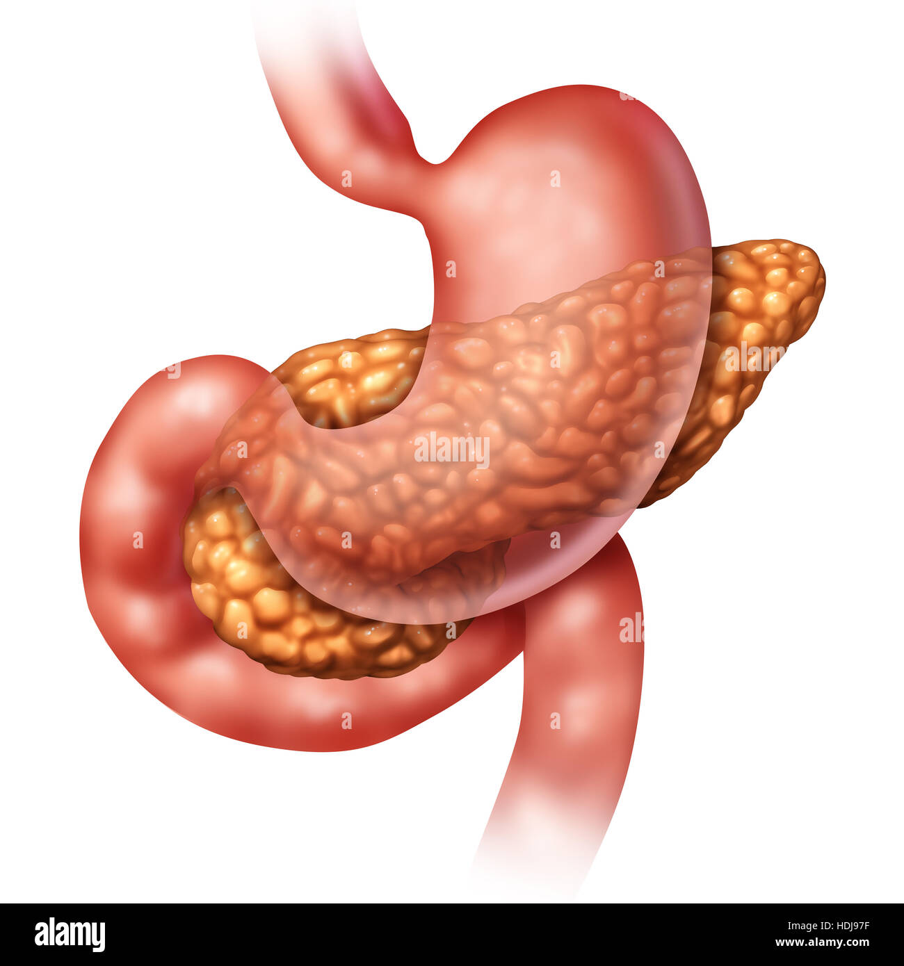 Pancreas concetto medico e organo umano come un panceatic ghiandola digestiva della parte di corpo con stomaco e intestino come un simbolo di salute per il sist endocrino Foto Stock
