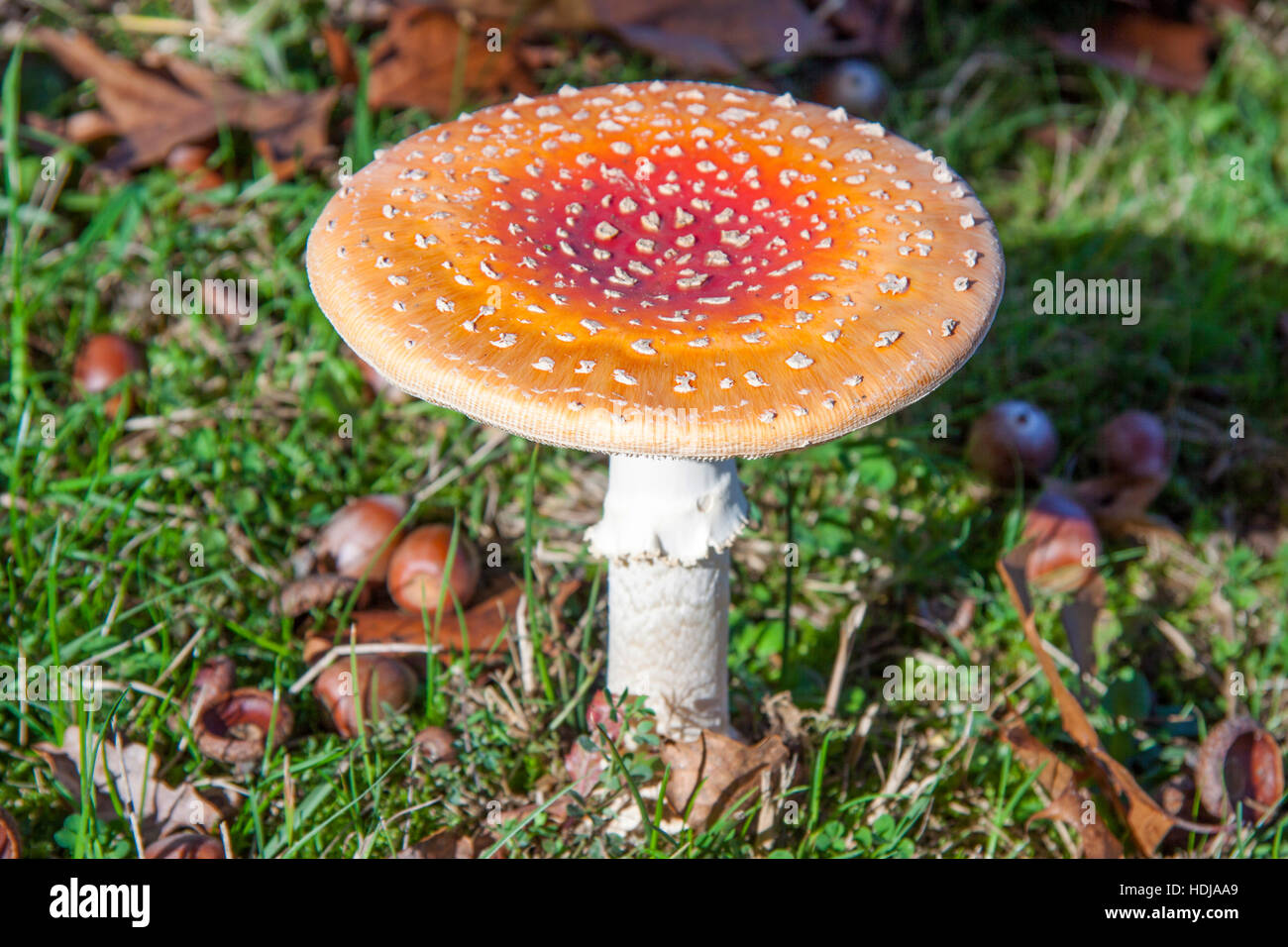 Fungo rosso con macchie bianche immagini e fotografie stock ad alta  risoluzione - Alamy