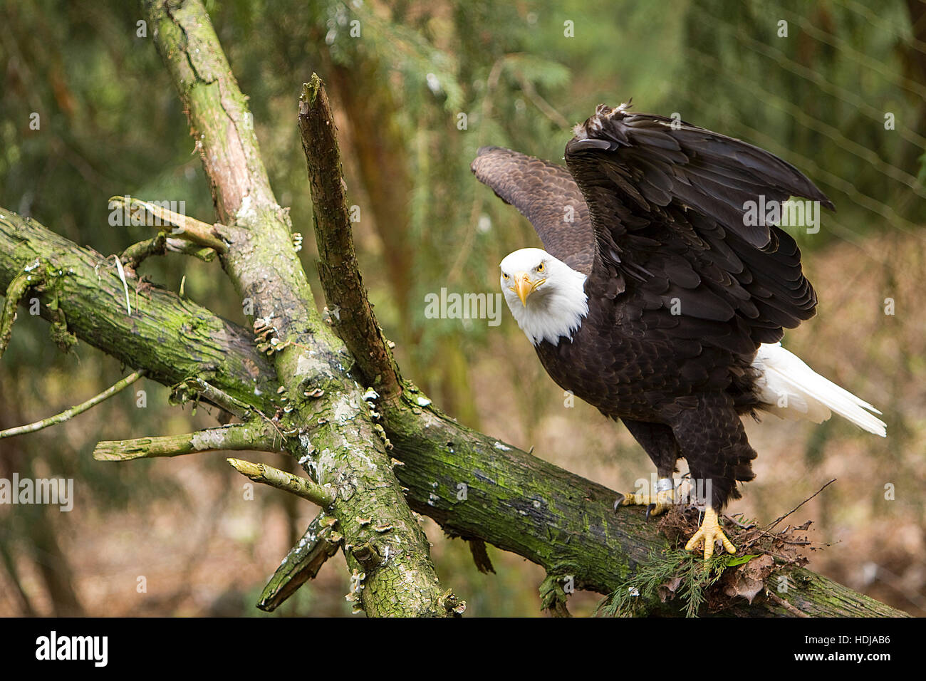 Un aquila calva con alette aperte guardando dritto verso la fotocamera Foto Stock