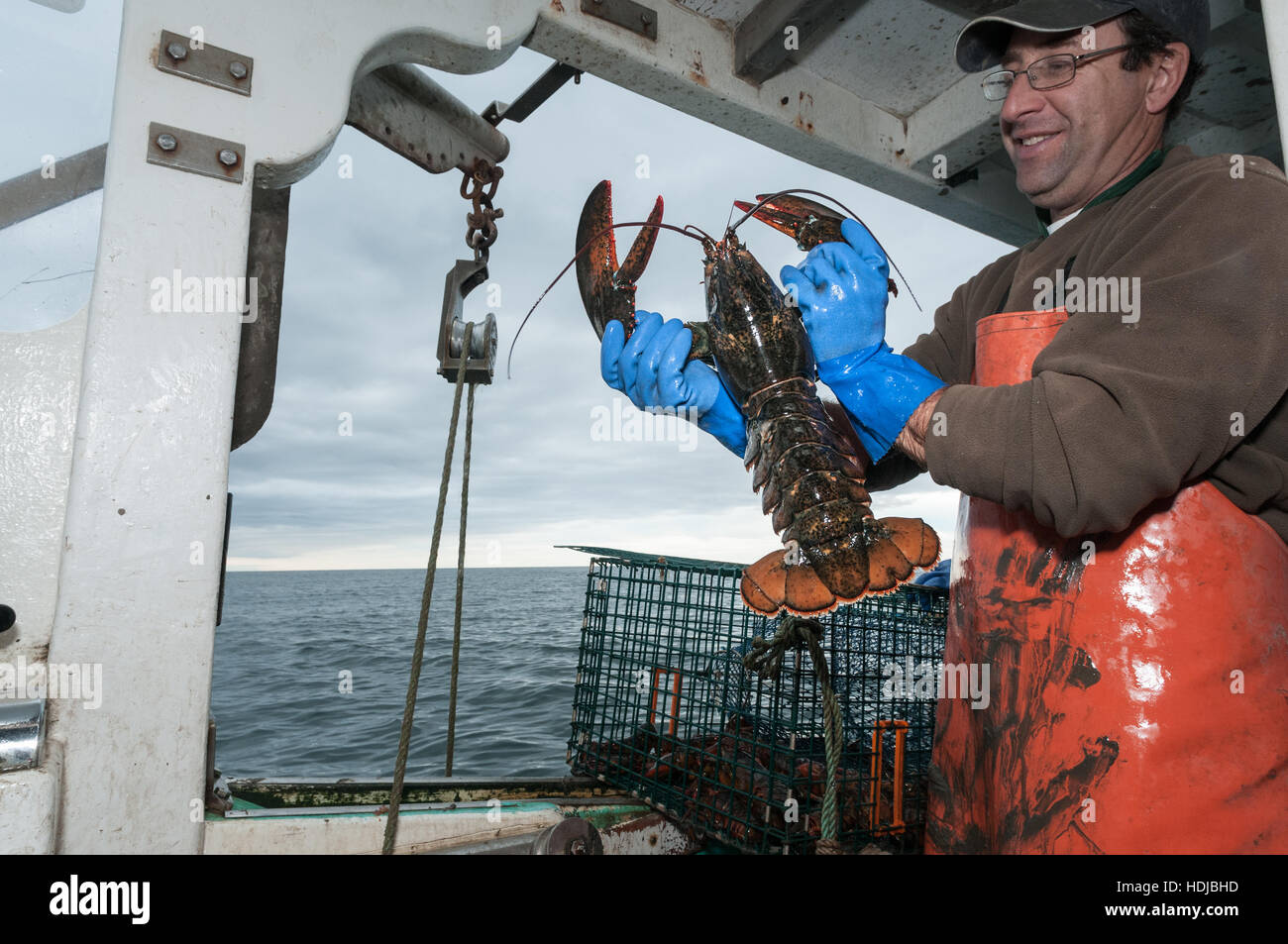 Lobsterman contiene fino aragoste che è di 9 libbre, deve essere gettato indietro è superiore alla dimensione massima, Yarmouth Foto Stock