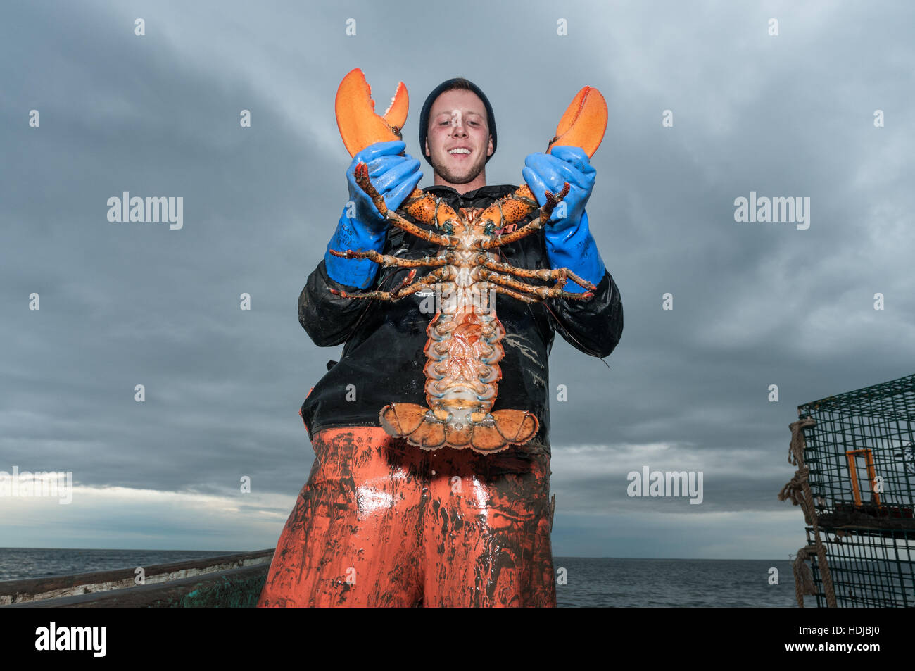 Lobsterman contiene fino aragoste che è di 9 libbre, deve essere gettato indietro è superiore alla dimensione massima, Yarmouth Foto Stock