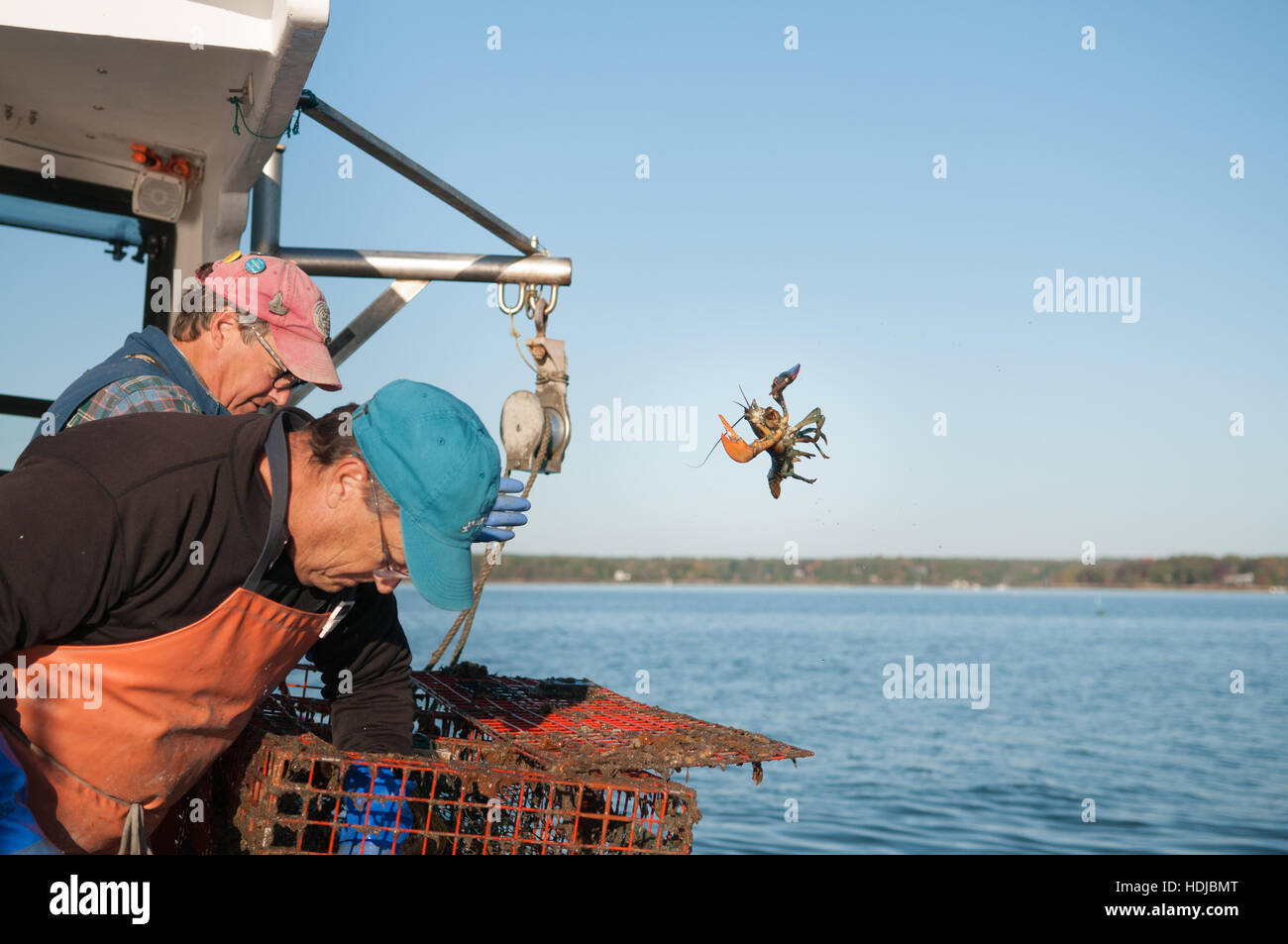 Lobsterman getta indietro aragosta illegali, Yarmouth, ME Foto Stock