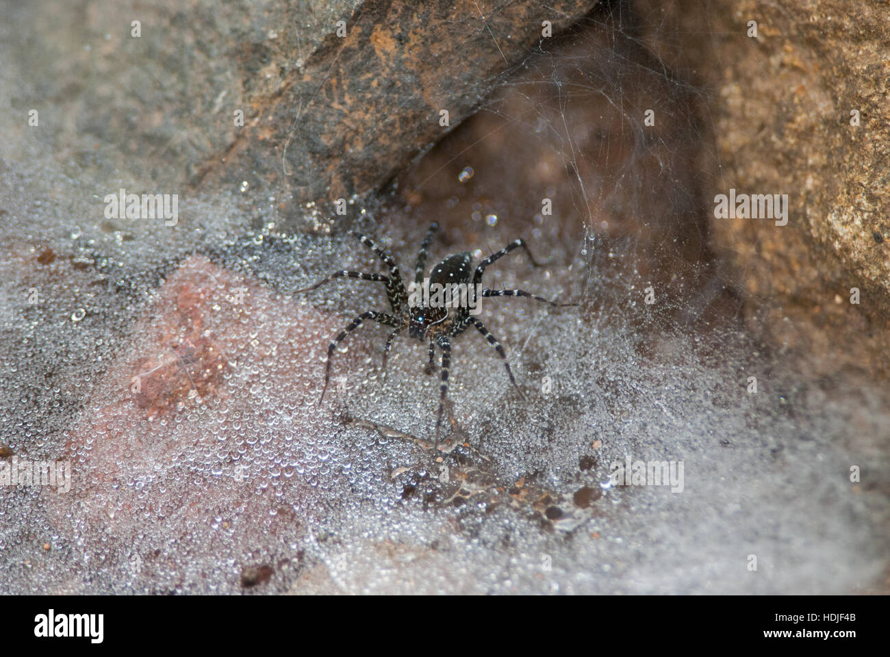 Imbuto indiano spider attende la sua preda in mezzo la rugiada sul suo web in inverno mattina Foto Stock