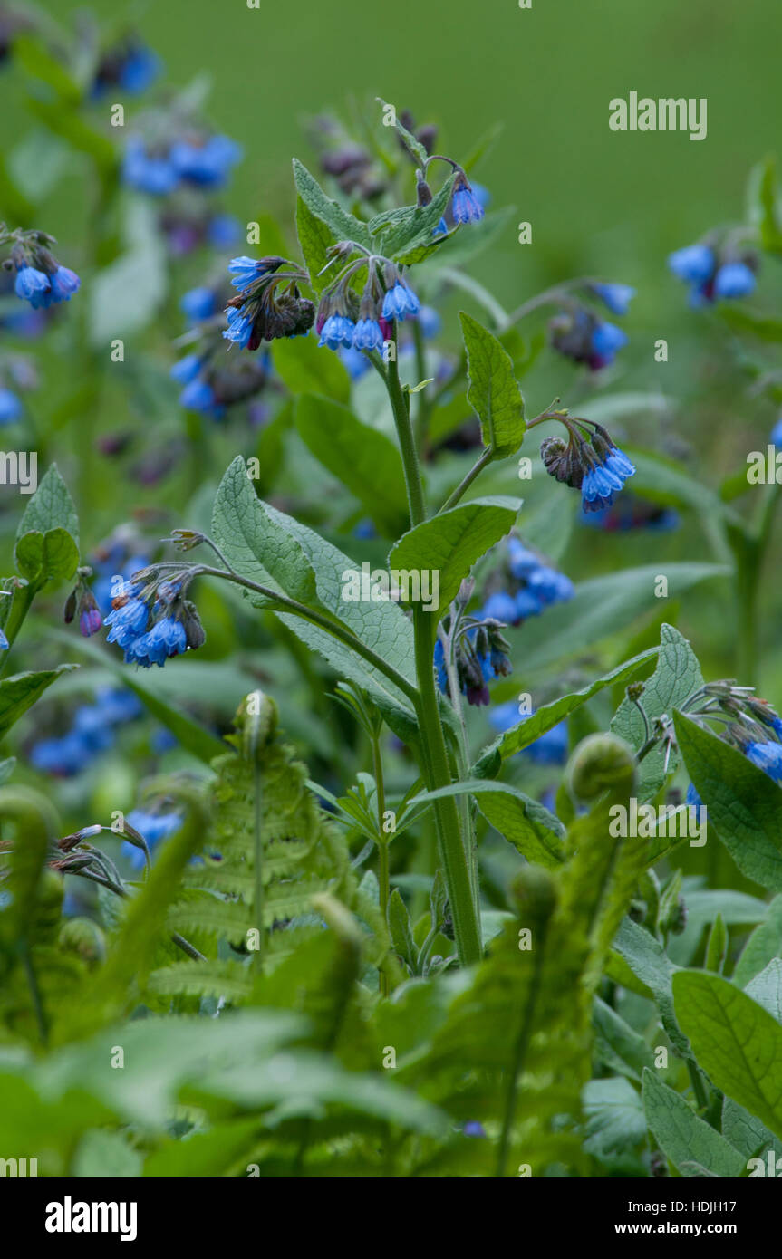 Fioritura blu Bruisewort (Symphytum officinale) in un giardino verde Foto Stock