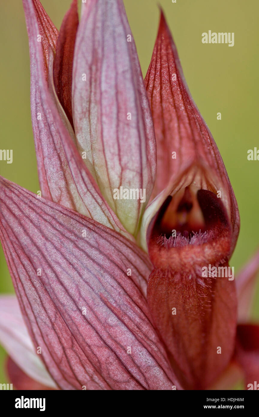 Chiudere la linguetta orientale Orchidea (Serapias cordigera) Foto Stock