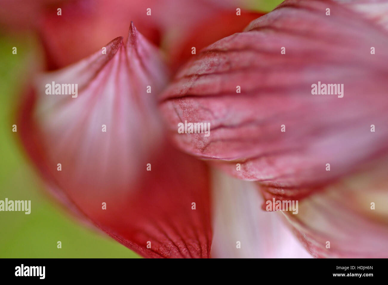 Chiudere la linguetta orientale Orchidea (Serapias cordigera) Foto Stock