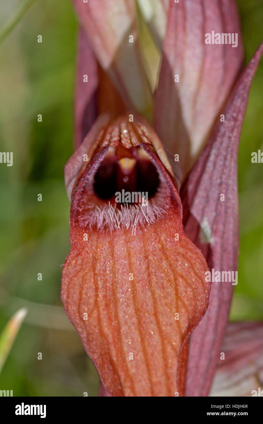 Chiudere la linguetta orientale Orchidea (Serapias cordigera) Foto Stock