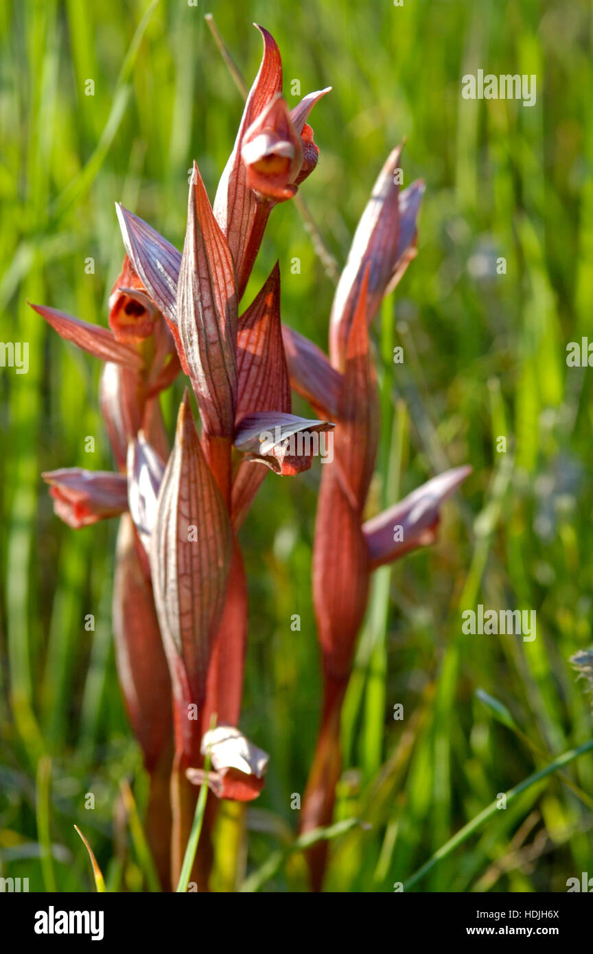 Chiudere la linguetta orientale Orchidea (Serapias cordigera) nel campo Foto Stock