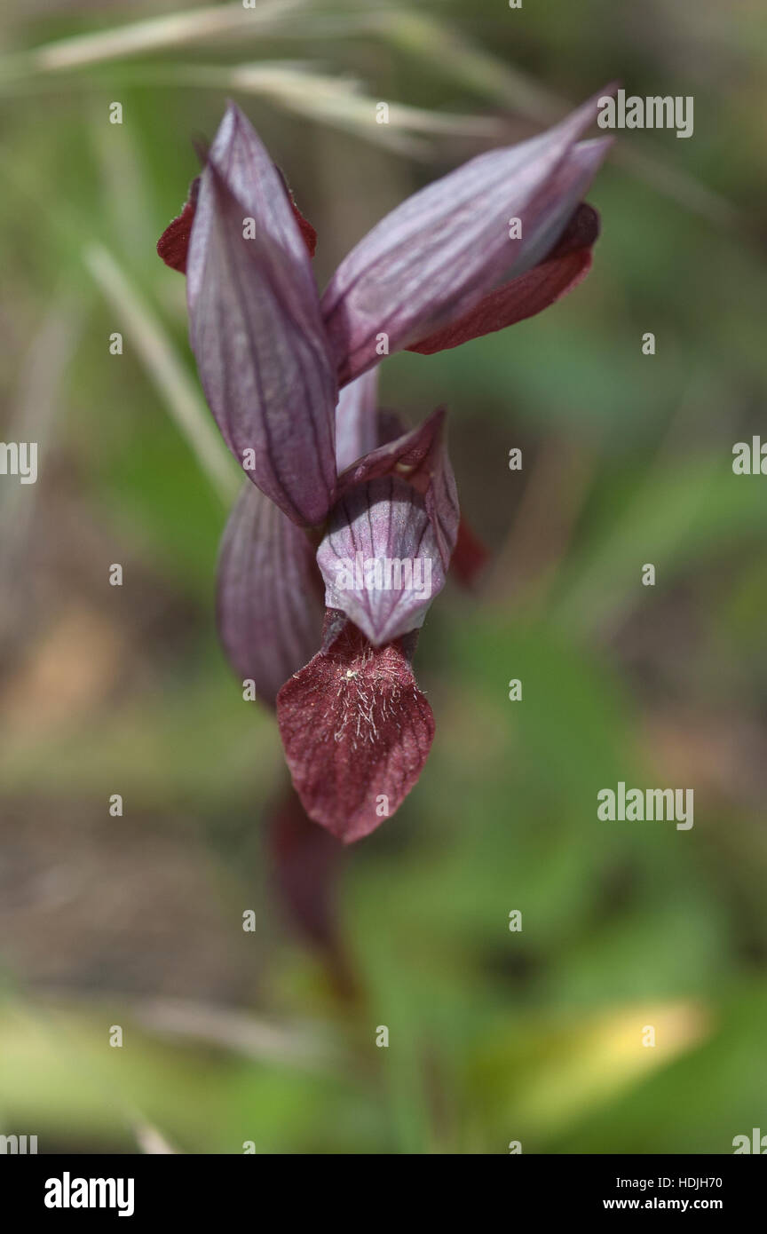 Chiudere la linguetta orientale Orchidea (Serapias cordigera) nel campo Foto Stock