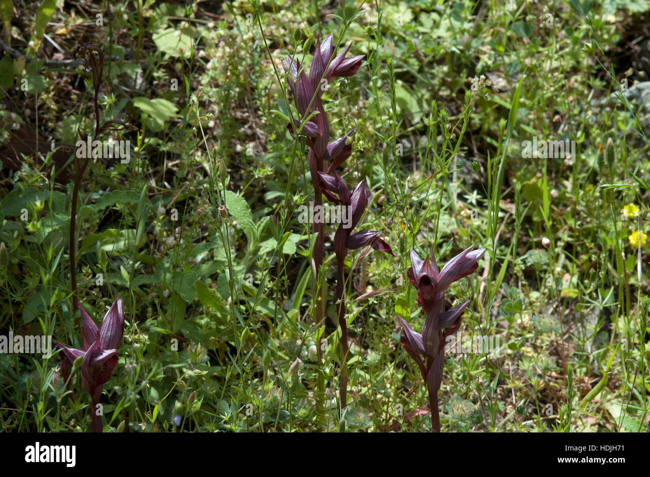 Lingua orientale Orchidea (Serapias cordigera) nel campo Foto Stock