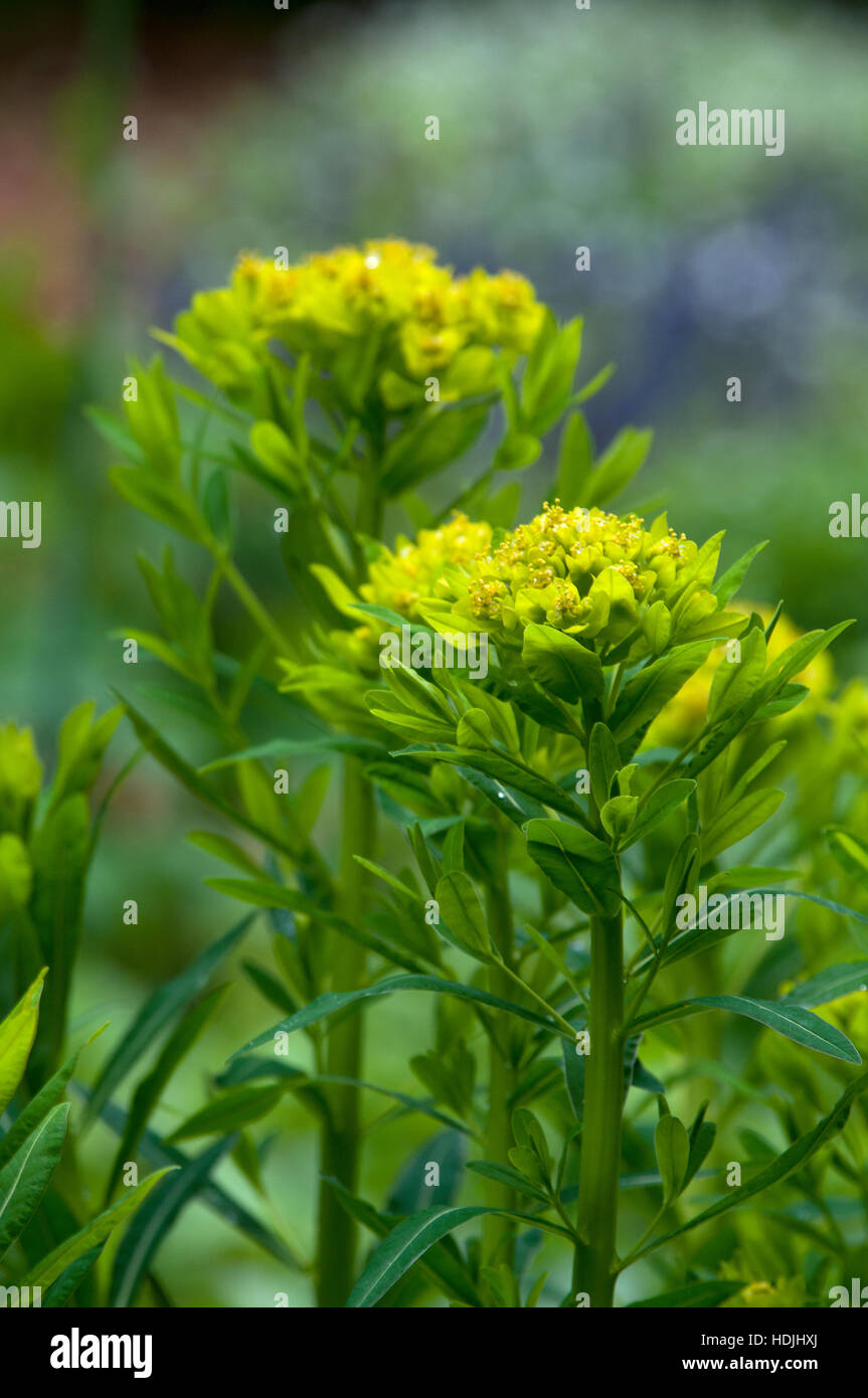 Euphorbia è una pianta ideale per il giardinaggio perché ha un colore diverso per quasi tutte le stagioni Foto Stock