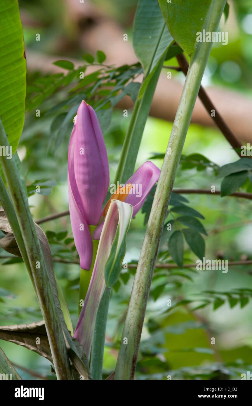 Banana( Musa).Una banana è una frutta commestibile prodotta da vari tipi di grandi piante erbacee piante fiorite in genere Musa. Le piante di banana è la Foto Stock