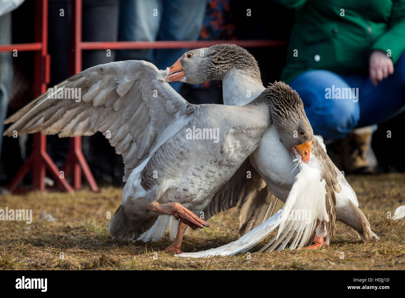 Oche durante il tradizionale marzo goose combatte nella città di Suzdal nella regione di Vladimir, Russia Foto Stock