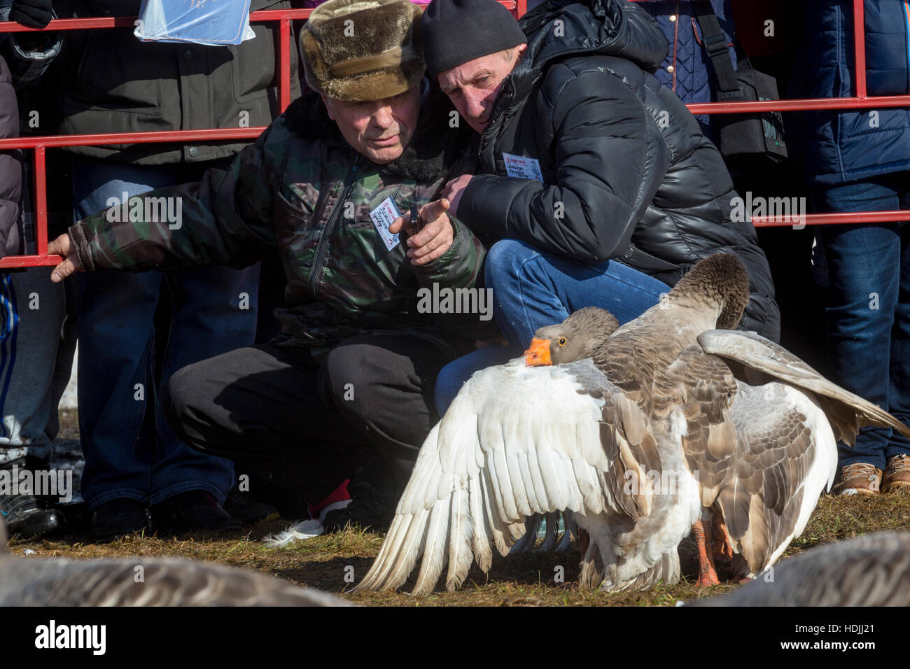 Oche di proprietari con i loro animali domestici durante i tradizionali marzo goose combatte e celebrazione Shrovetide festival nella città di Suzdal' Foto Stock