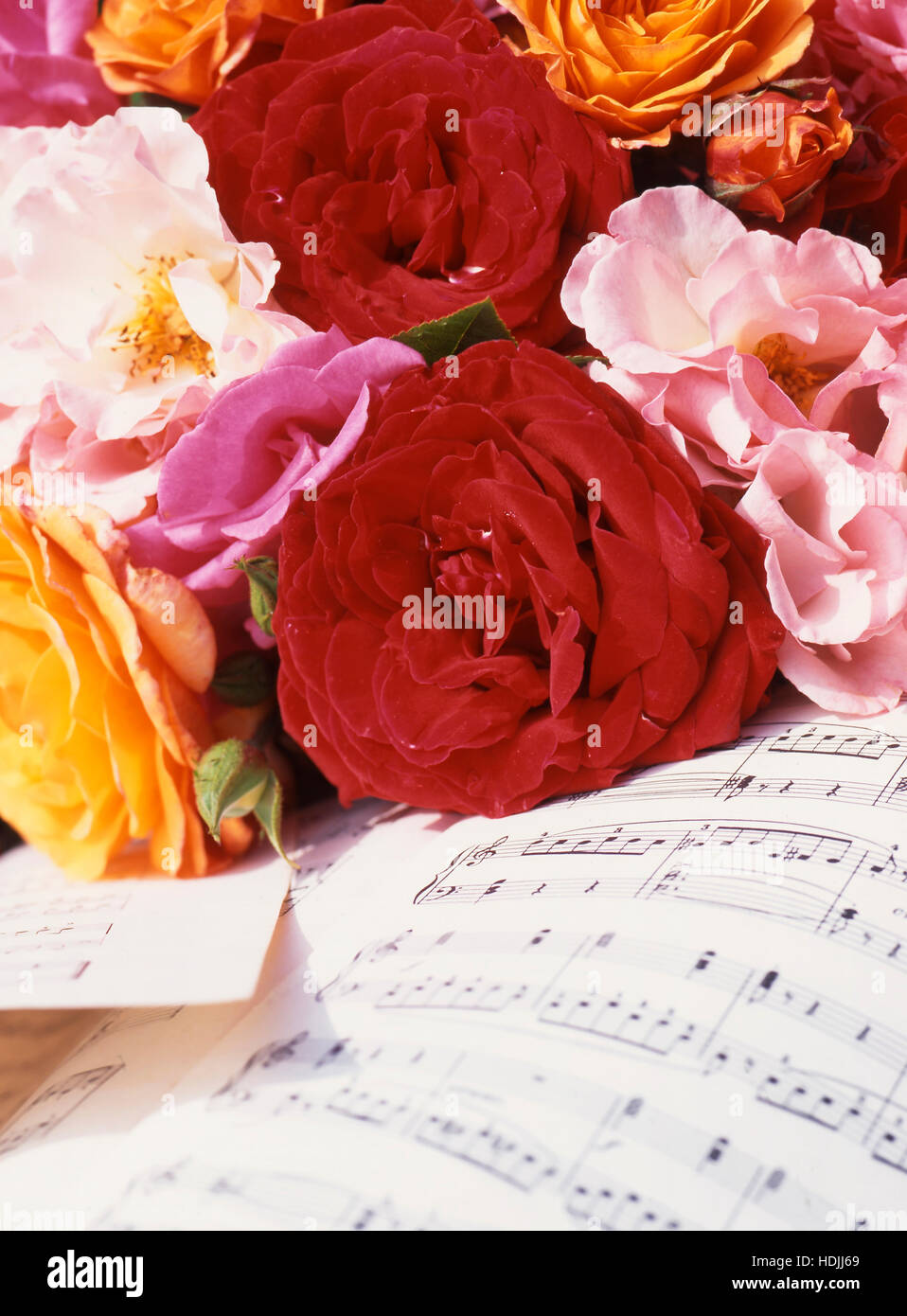 Giallo, bianco e arancione, rosa e rose rosse sulla pagina musica Foto Stock