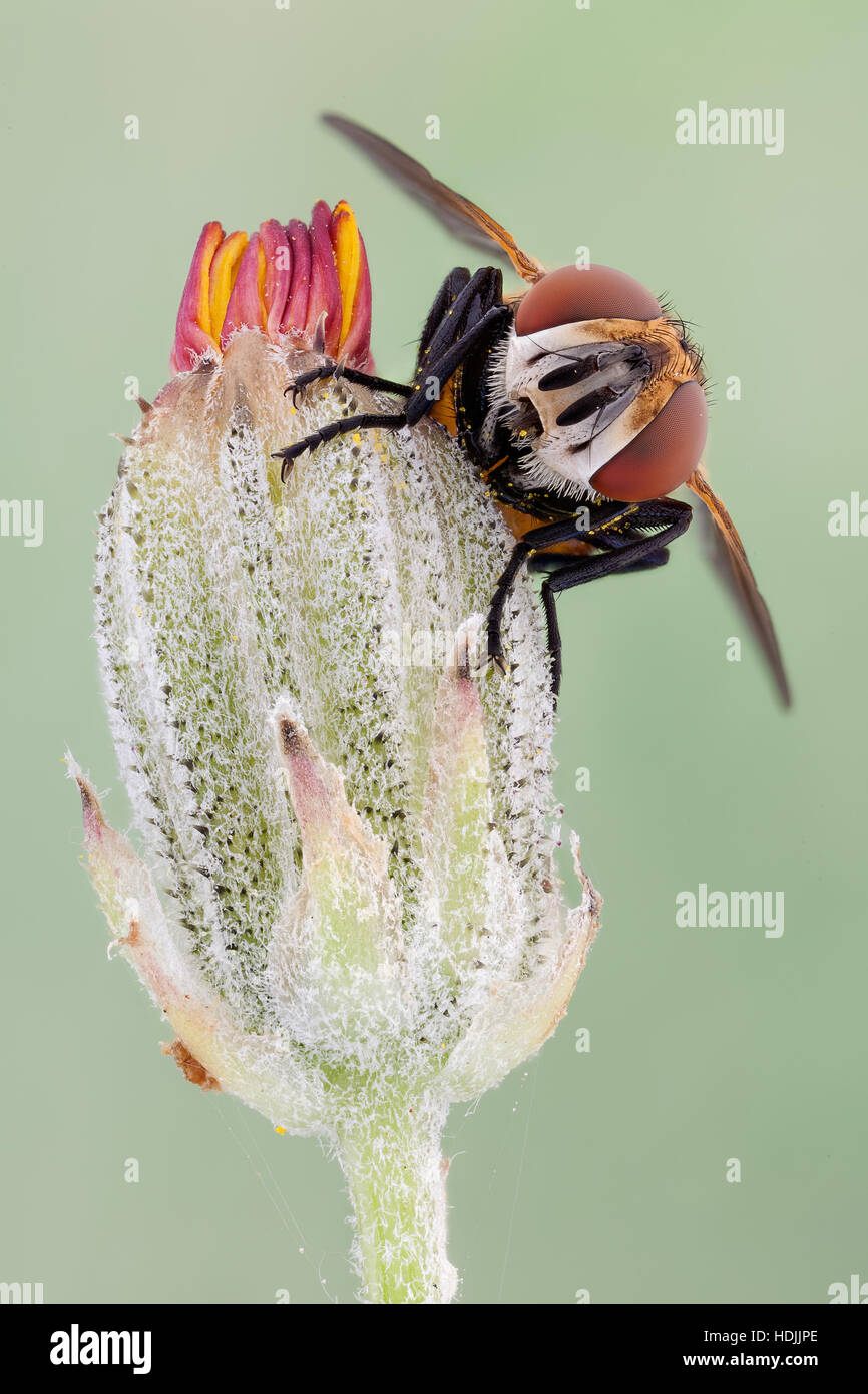 Il Tachinidae sono un grande e famiglia variabile del vero vola all'interno dell'ordine di insetti ditteri, con oltre 8.200 specie note e molti di più per essere d Foto Stock