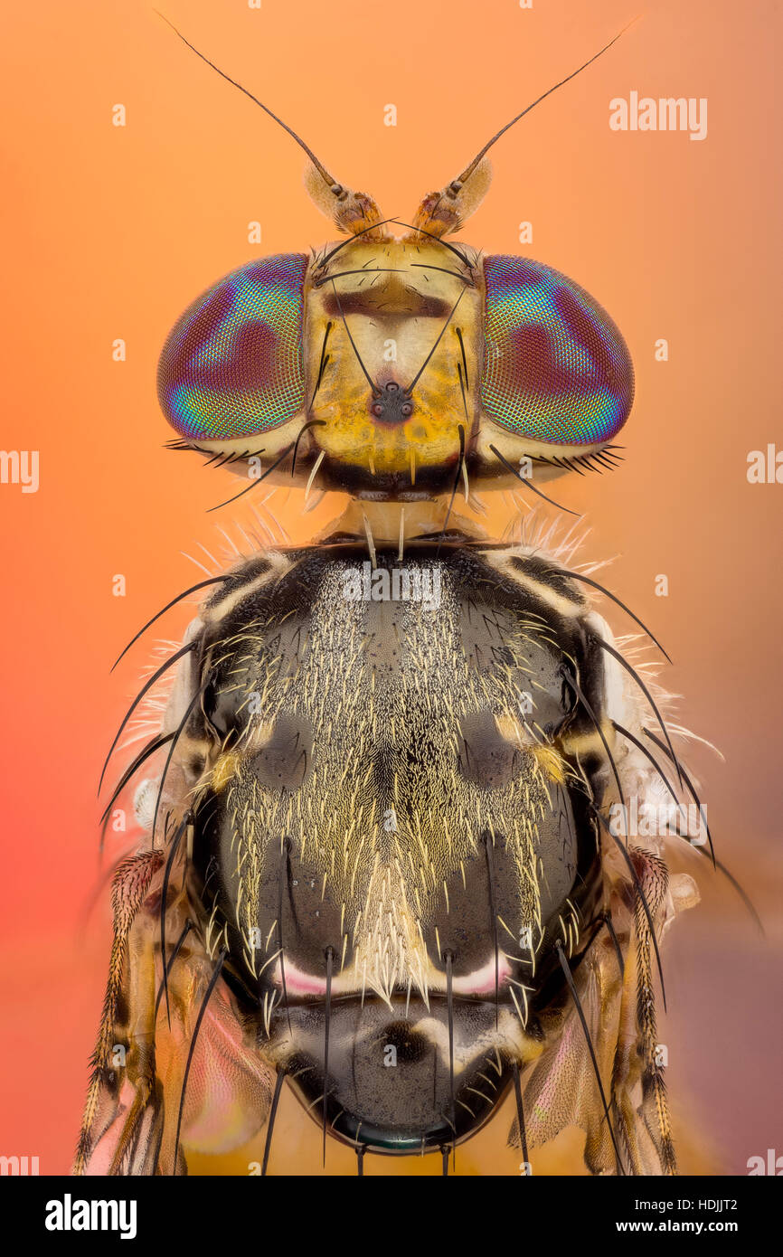 La mosca mediterranea degli agrumi, Ceratitis capitata è uno del mondo più distruttivo di parassiti della frutta. Maschio adulto mosca mediterranea degli agrumi, Ceratitis ca Foto Stock