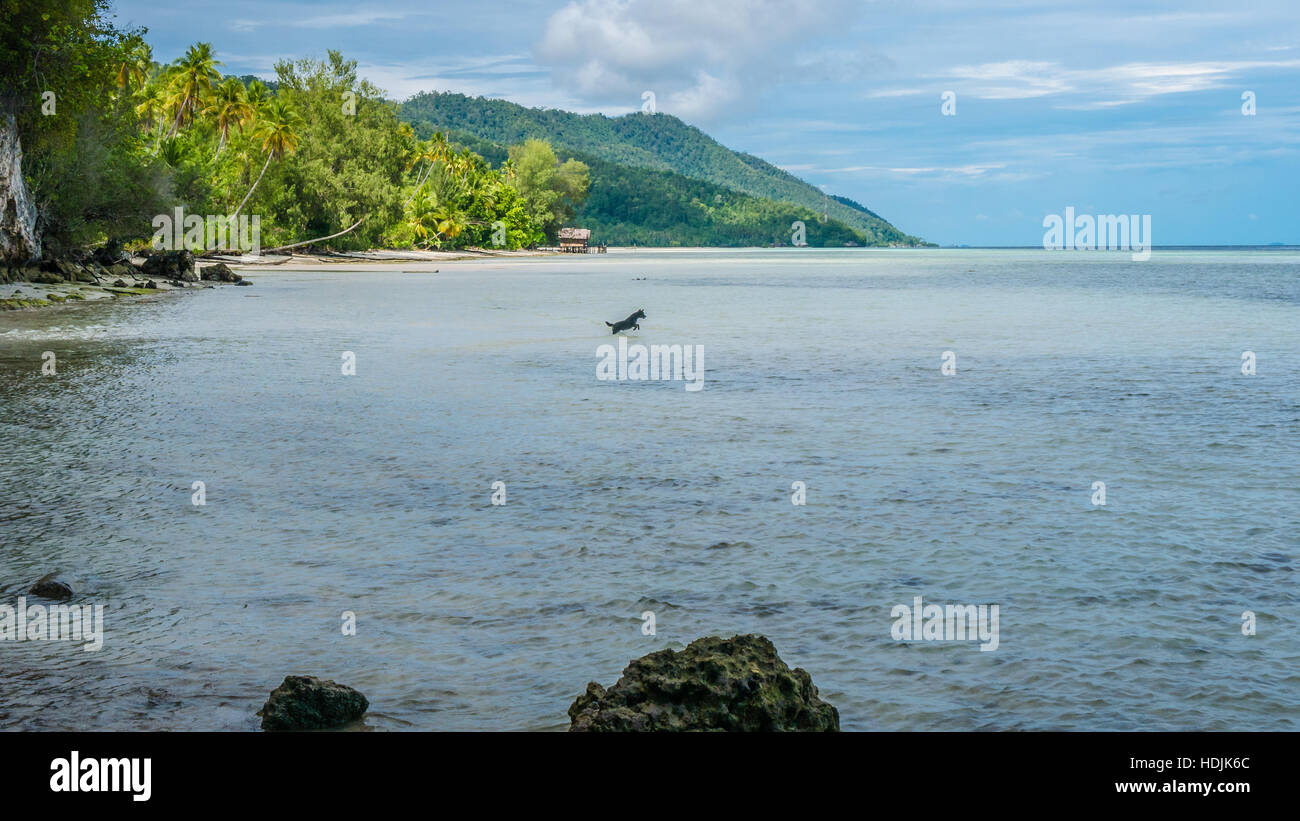 Cane caccia in acqua durante la bassa marea su Kri Island, Raja Ampat, Indonesia, Papua Occidentale Foto Stock