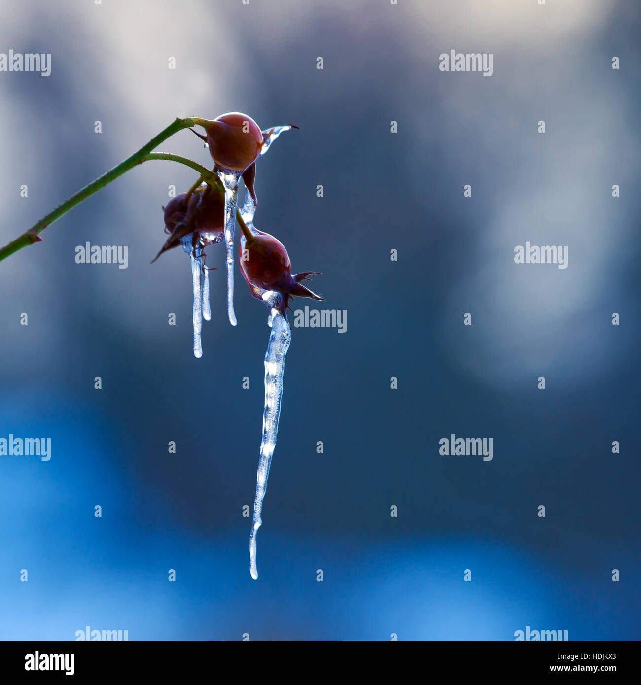 Il sole sta tornando in inverno e i ghiaccioli si verifica Foto Stock