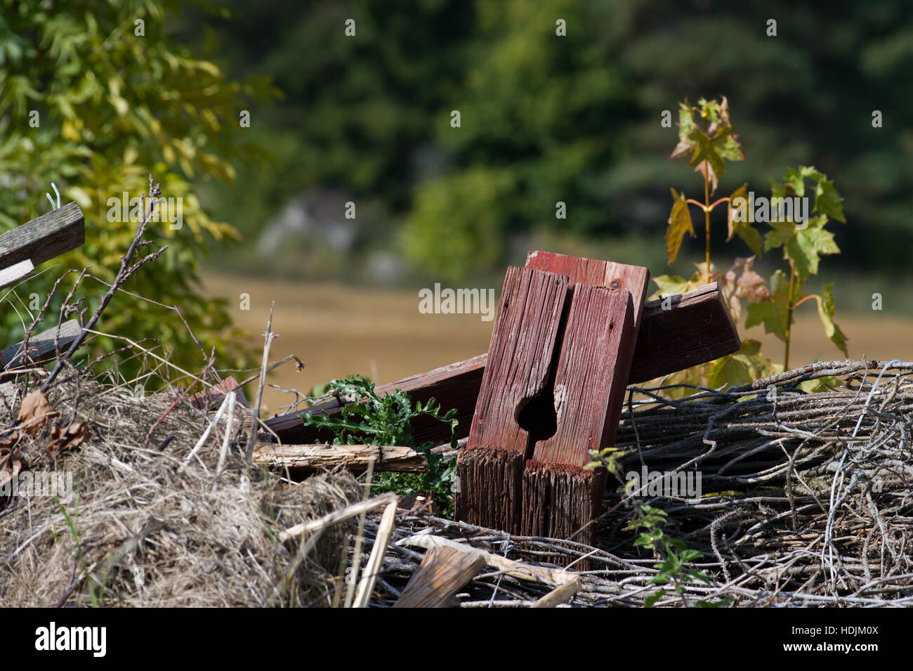 L usurata scatola di nidificazione sul fuoco con una verde sfondo sfocato Foto Stock