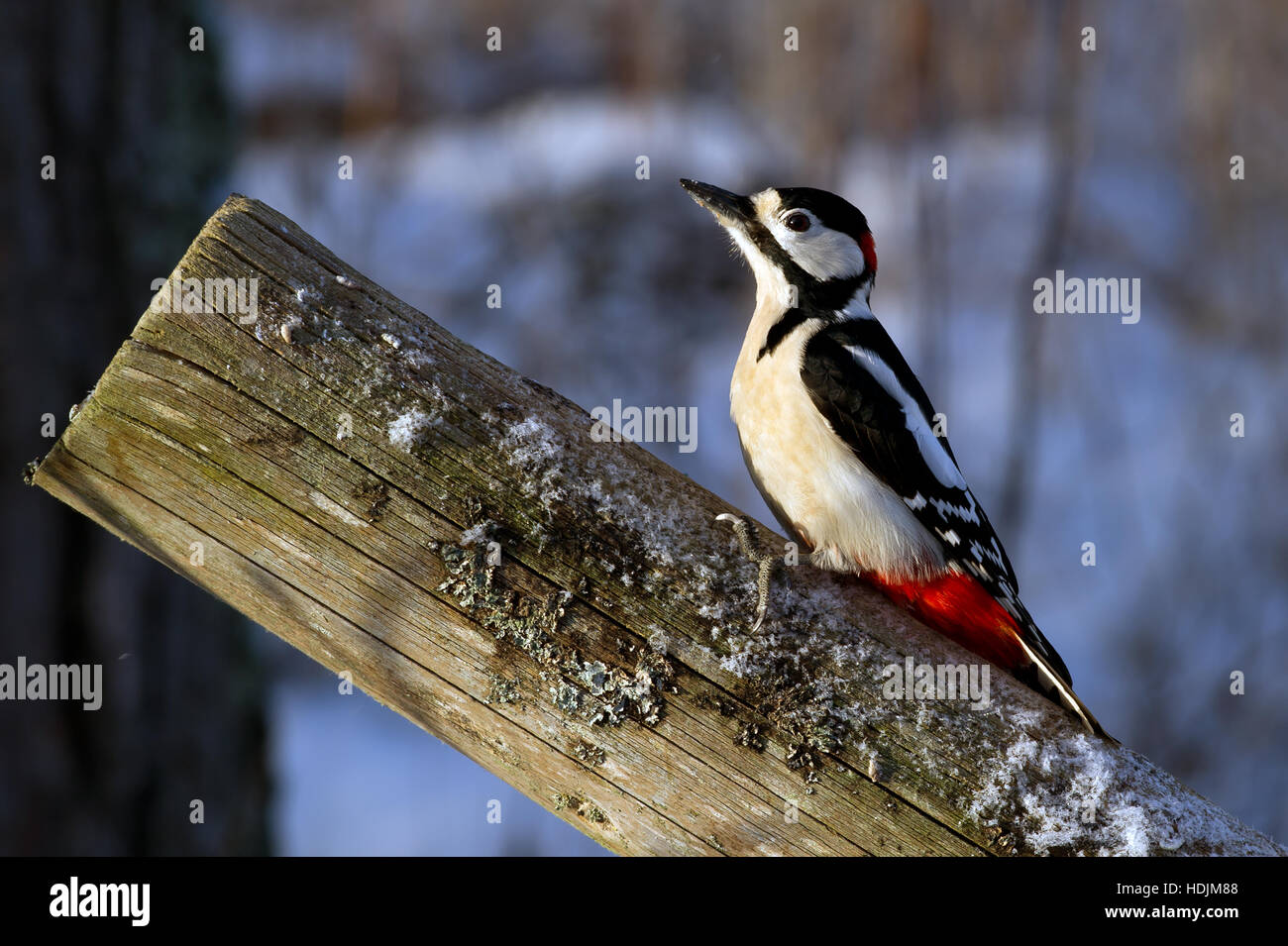 Il maschio di Picchio rosso maggiore (Dendrocopos major) seduto in basso sole invernale sulla neve recinzione in legno. Foto Stock