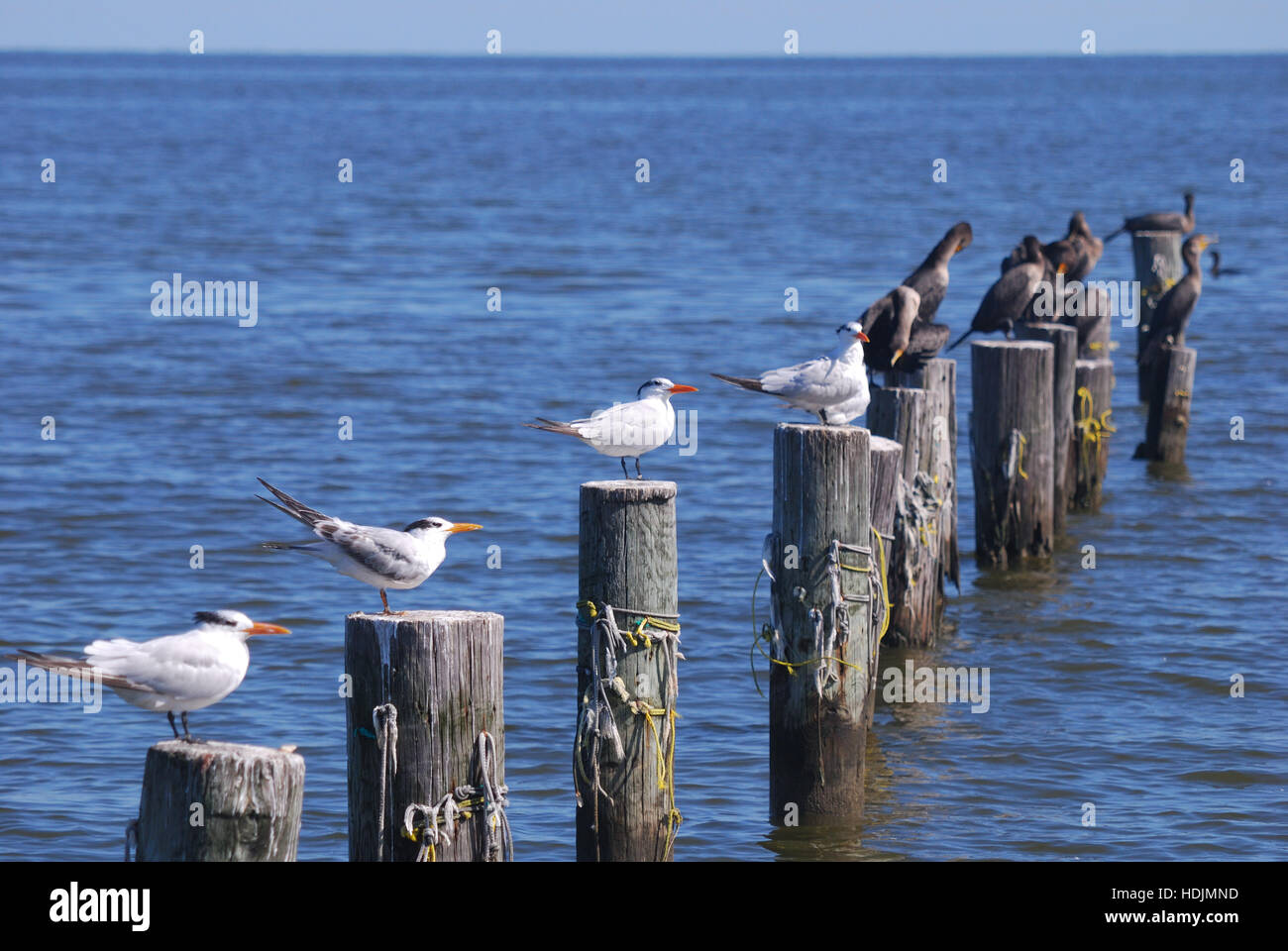 Paesaggio,gabbiani e cormorani, Fiume Potomac, Colonial Beach, Virginia, Stati Uniti d'America Foto Stock