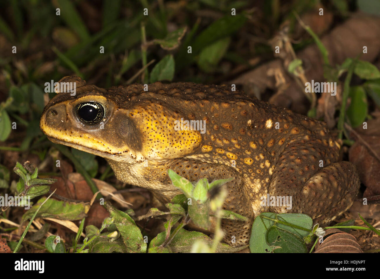 La canna da zucchero Toad (Rhinella marina) sulla foresta pluviale tropicale piano di notte Foto Stock