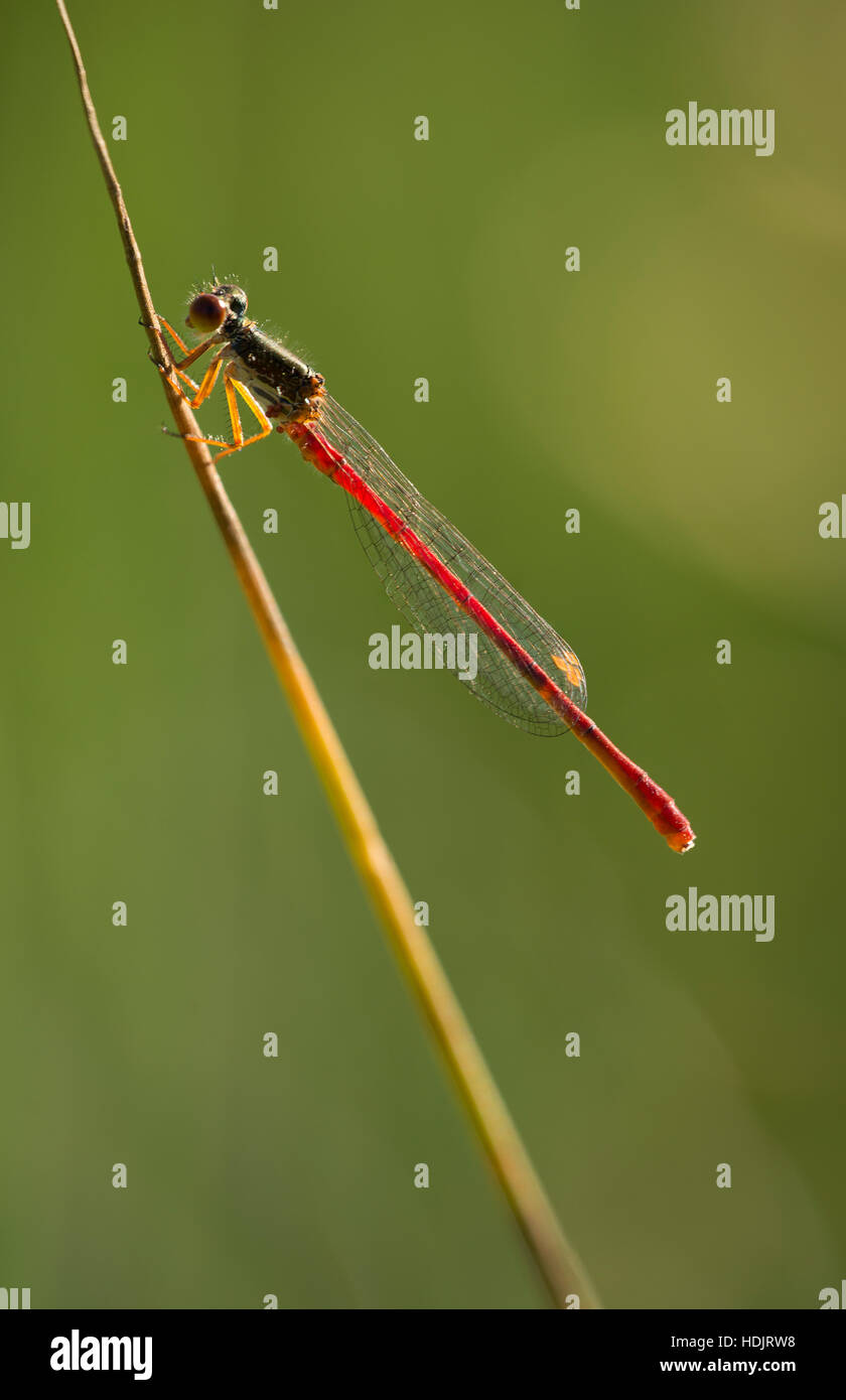 Piccolo rosso Damselfly a Latchmore Brook nel New Forest. Foto Stock