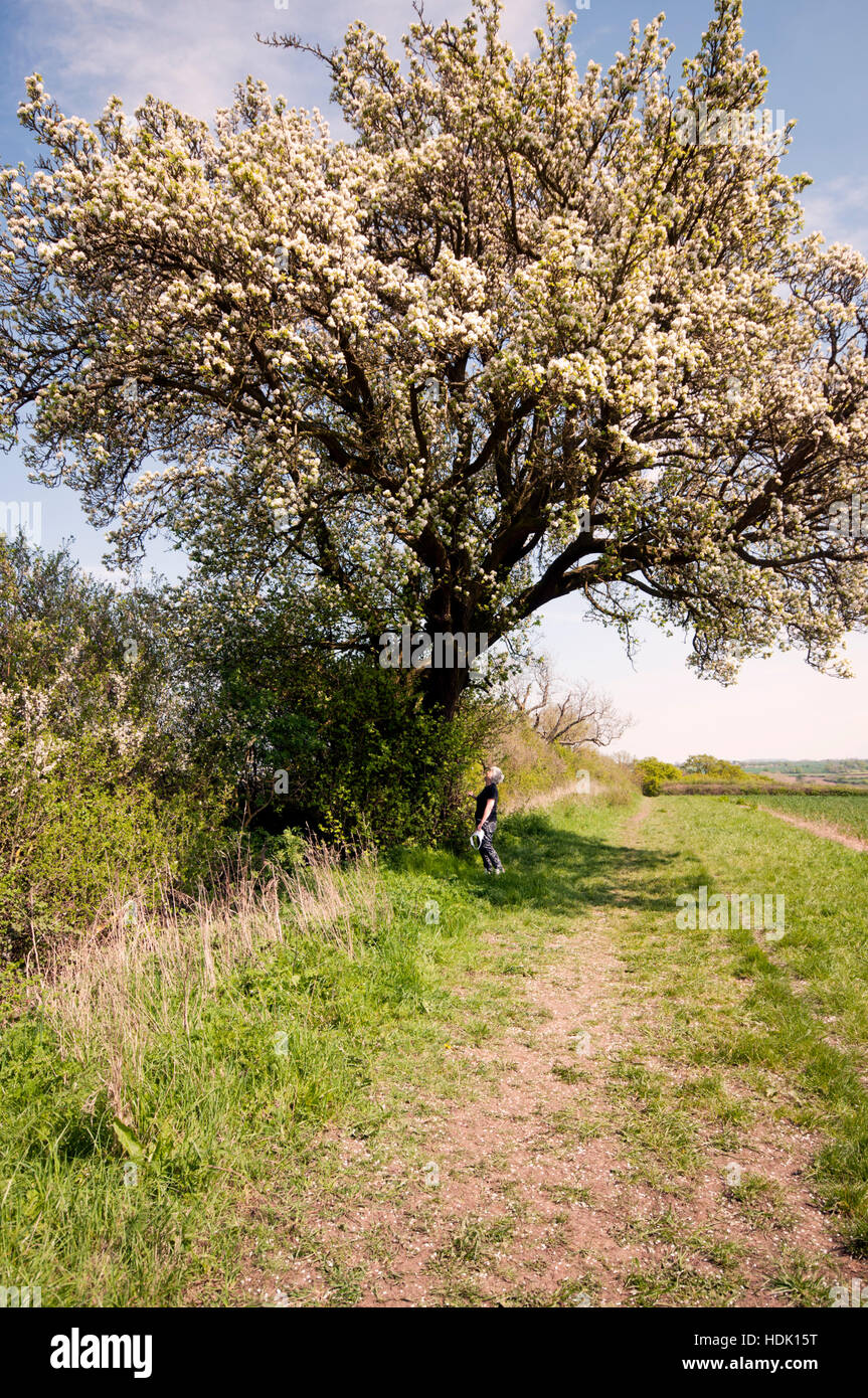 PYRUS COMMUNIS CUBBINGTON PERA IN FIORE Foto Stock