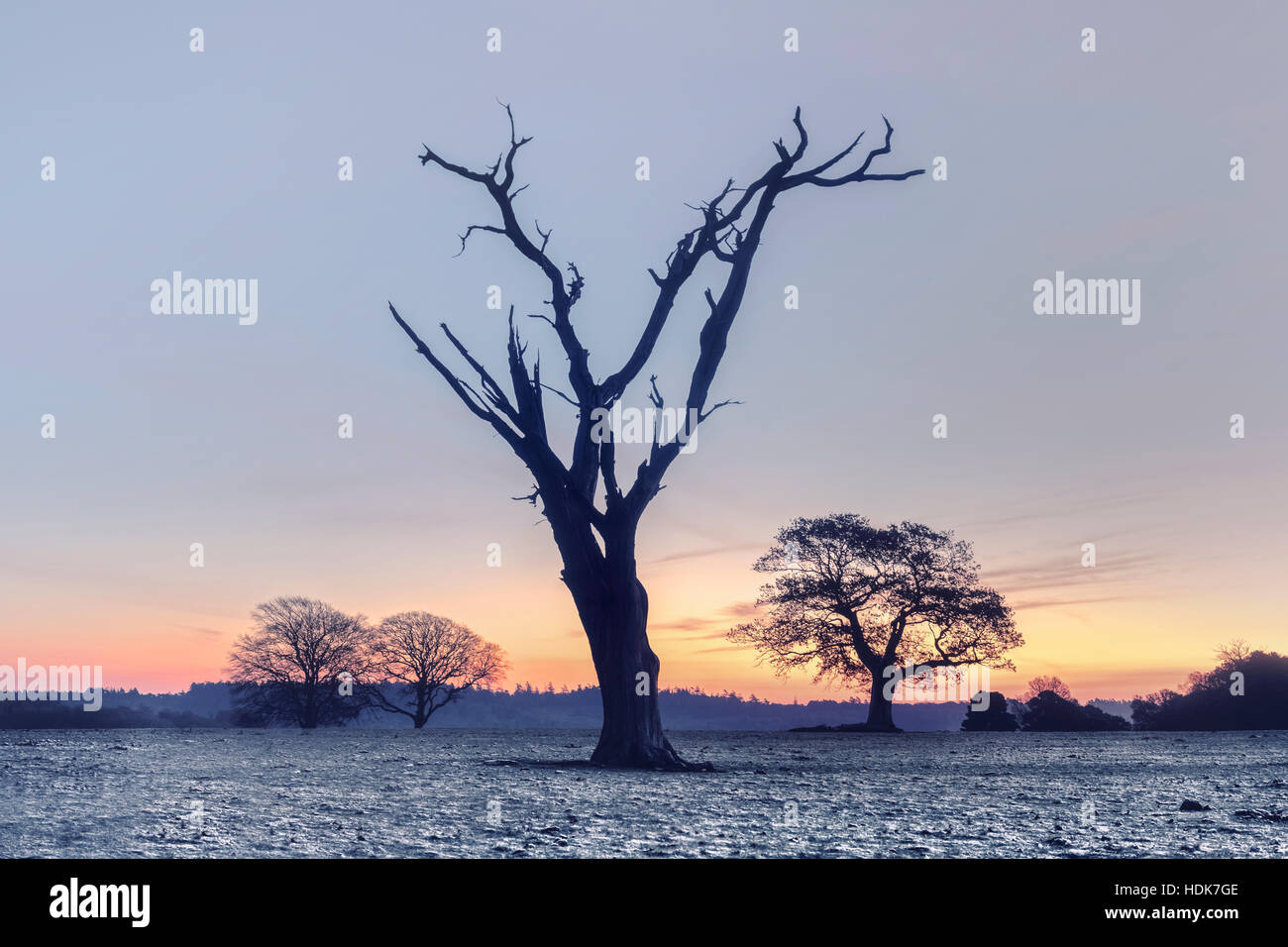 Un albero morto nel nuovo bosco su un inverno mattina, Hampshire, Inghilterra, Regno Unito Foto Stock